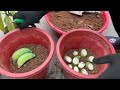 using just onions eggs and green bananas you can propagate mango trees extremely quickly