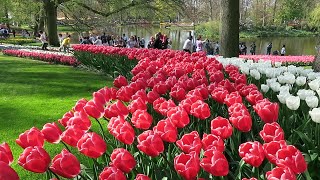 Keukenhof garden, Netherlands