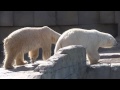 再会の挨拶を交わすララとデナリ〜polar bears