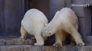 再会の挨拶を交わすララとデナリ〜Polar Bears