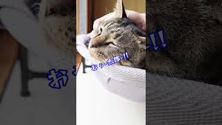 【猫動画】珍しく腹を後回しにする元野良ボス猫😁💕#shorts #cat #猫のいる暮らし #キジトラ