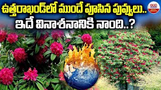 Buransh Flowers in Uttarakhand : ఉత్తరాఖండ్లో ముందే పూసిన పువ్వులు. ఇదే వినాశనానికి నాంది..?