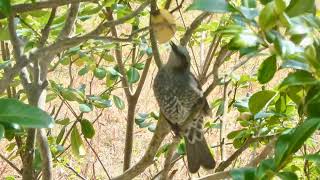 2025年2月24日＊三毛猫ミミ日記〜野鳥観察続けていますにゃん🎵😺　ジョウビタキ　メジロ　ヒヨドリ　来訪♪