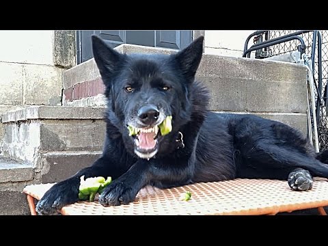 This Is What Happens When You Feed Vegetables To Dogs!!! This Is What Happens When You Feed Vegetables To Dogs!!!