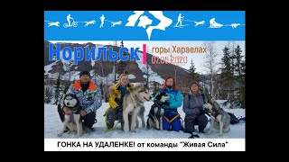 Гонка на удалёнке с N.Sledogs | Живая Сила | 07.05.2020 | Таймыр, Норильск, Талнах, горы Хараелах