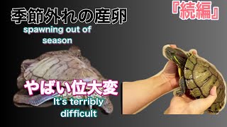 【季節外れ産卵】予想以上に大変💦 out-of-season spawning