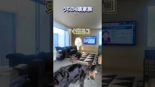 みんなが遊んでいてもすぐ座るコ・・・＃多頭飼い #黒ラブ #フラット #フレブル