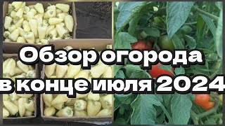 Обзор огорода в конце июля 2024 года