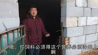 羊群放养和圈养有什么区别呢？小伙给你分析一下它的利与弊