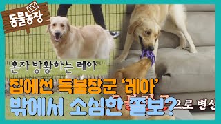 집에선 독불장군 ‘레아’, 밖에선 소심한 쫄보? I TV동물농장 (Animal Farm) | SBS Story