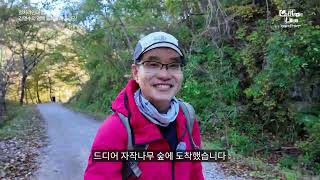 30년 만에 개방/7km 둘레길 개통/전기차 투어 가능/국내 유일 단풍·자작나무 숲/11월 초 단풍 절정#영양군 #컬처라인 #김영수tv