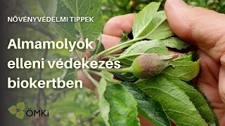 Hogyan védekezzünk az almamolyok ellen a biokertünkben?