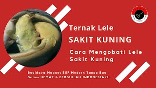 Ternak Lele - Penyakit Kuning Ikan Lele Penyebab Gagal Panen