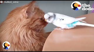 Cat and Bird Best Friends Are INSEPARABLE | The Dodo