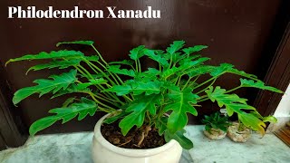 Philodendron Xanadu care|About Xanadu plant|xanadu plant|Veriety of Philodendron|Feather like leaf