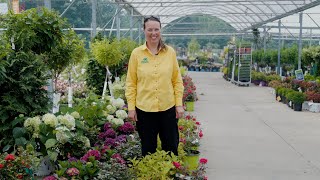 PETITTI | What's In Store July 2023