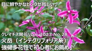 【クレマチス開花リレー 2023 No.28】 火岳（インテグリフォリア系）