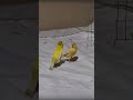 Unusual behavior Amazing canary singing 4 #shorts