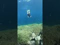 Schwimmen mit Schildkröten auf Gili Trawangan auf Lombok | Berenang dengan penyu di G Trawangan XVII