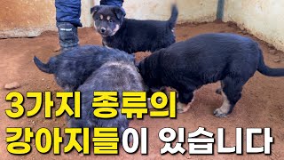 이제 여기에는 3가지 종류의 진돗개 강아지들이 존재합니다.