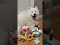 shopping for my samoyed puppy s first birthday samoyedpuppy samoyed dog