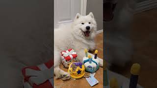 Shopping For My Samoyed Puppy's First Birthday  #samoyedpuppy # #samoyed #dog