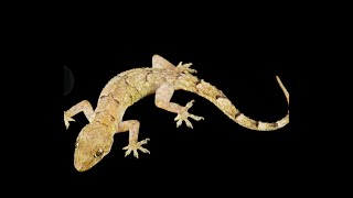 ASIRI OMOONILE (wall gecko) IWULO RE @Dromoodoagbatv #tips #viral #viral #youtube #usa #london