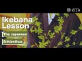 Ikebana Lesson | Introducing The Japanese Enkianthus