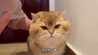 猫咪任性不爱吃药，口水直流表达不满！