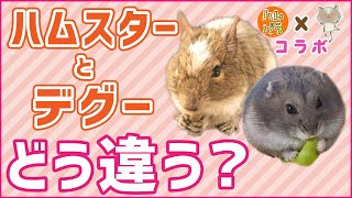 デグーってどんな生き物？【ハムパラ×ててらぼコラボ動画】