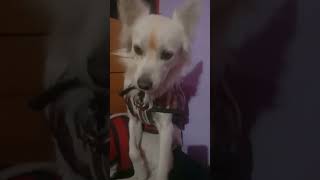 Aamani Ruthuve 🥰🥰 #song #flute #love #doglovers #dog #shortvideo