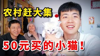 在农村大集花50元，买到布偶猫和美短生的小猫，是种什么体验？