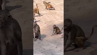 Why the mother monkey beaten her baby monkey?#shorts #monkey #mothermonkey #beats #animals #viral