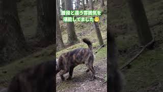 自然公園を散歩中の龍心くん#甲斐犬 #癒し #puppy