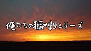 俺たちの稲刈りシリーズ！