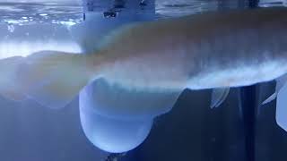 Arowana teen couple