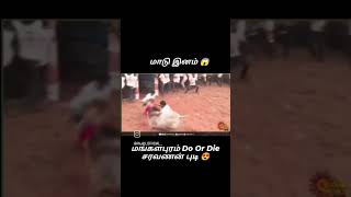 மாடு பிடி மாடு 😈மாட்ட பிடிச்ச மாட்ட வாச்சுக்களாம் 💥🔥 #ஜல்லிக்கட்டு #jallikattu #jallikattu2025