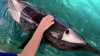 Rudy the Rough-Toothed Dolphin's Rescue Anniversary