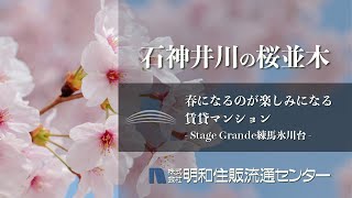 石神井川の桜並木2015｜氷川台駅の賃貸マンション