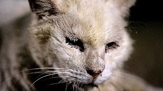 ガリガリボロボロのさくらねこ必死に生きる 野良猫 感動猫動画 EOSR5