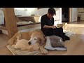 For those of you who are not feeling well. Happy New Year! 【Golden Retriever japan】