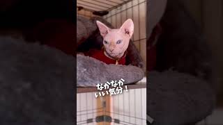 僕もう子猫じゃありません #スフィンクス猫 #shorts