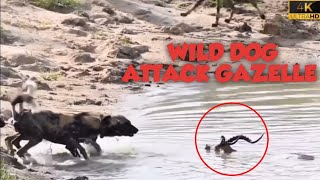 Wild dogs hunted deer Gazelle by pulling it out of the water || Wild Dog Attack Gazelle