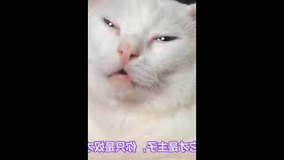 根据猫咪的睡觉位置，判断你们的关系，你家猫咪爱你吗 #000