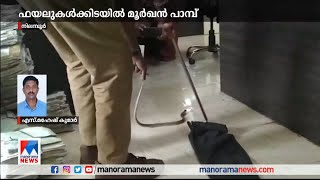 ഫയലുകള്‍ക്കിടയില്‍ മൂര്‍ഖന്‍; എമര്‍ജന്‍സി റെസ്ക്യു ഫോഴ്സ് എത്തി | Snake