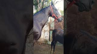 કાઠીયાવાડી પંન્છી ❤️🐴 horse love