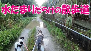 散歩ルートを失敗した朝【ジャーマンシェパードと雑種犬と琉球犬の田舎暮らし】