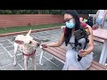 horizon plaza 11 @ ap lei chau petshop dogs doglover @a 13vlogs