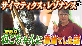 【猫の健康】サイマティクスレゾナンスの力！愛猫を元気にする音響療法 | Resonance ペットケア