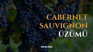 ŞARAP ÖĞRENME - Cabernet Sauvignon - KIRMIZI ÜZÜM. Wine, Sommelier, Şarap